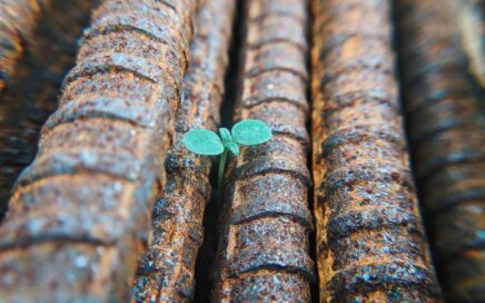 green sprout growing between re-bars