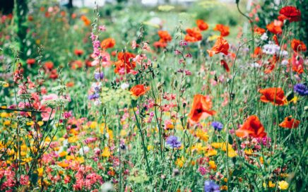 red, pink, and yellow flowering plants