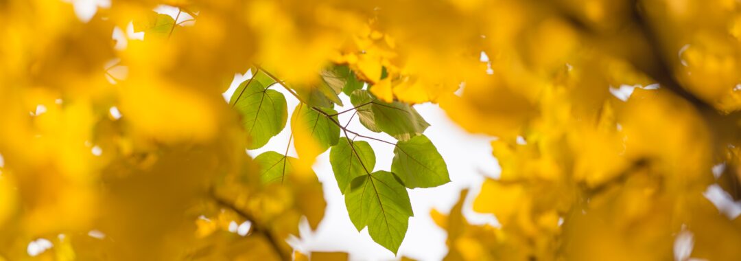 yellow leaves near green leaves