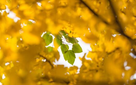 yellow leaves near green leaves