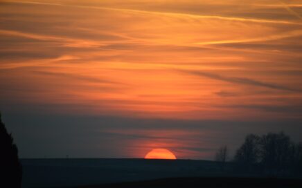 silhouette of trees during sunset