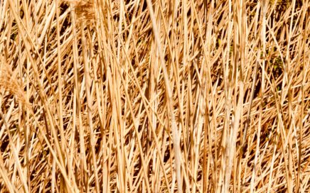 brown wheat field during daytime