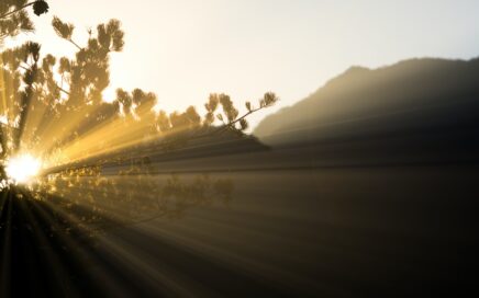 sunlight and tree