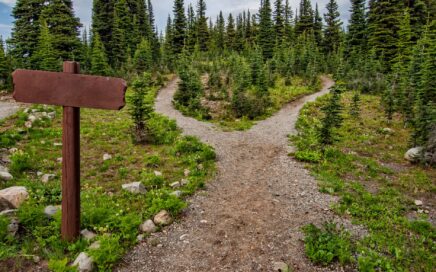 photo of pathway surrounded by fir trees