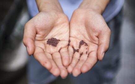 person holding small beans