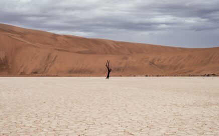 brown tree on dried ground at daytime