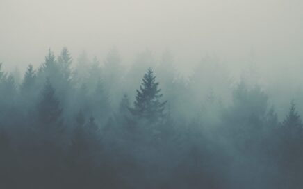 forest covered with fogs