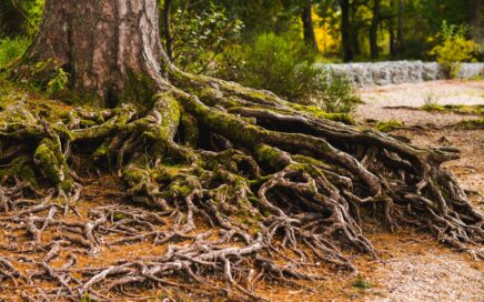 brown tree trunk with green moss