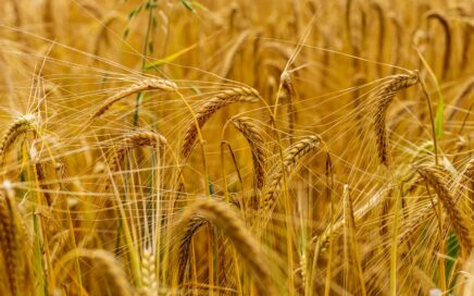 brown wheat field during daytime