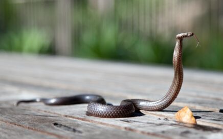 brown snake