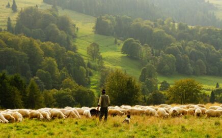 man standing in front of group of lamb