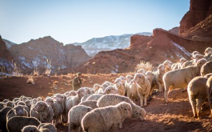 photo of herd of sheep