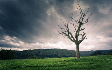 brown bare tree under cloudy sky