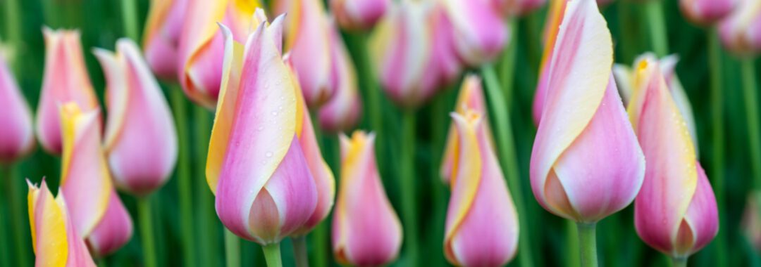 purple-white-and-yellow tulips
