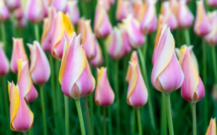 purple-white-and-yellow tulips