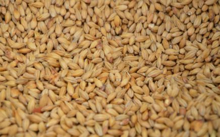 brown and white rice grains