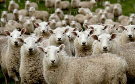 herd of sheep on green grass field during daytime