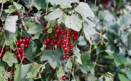 red round fruits with green leaves