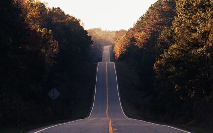 asphalt road between trees