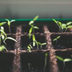 selective focus photo of plant spouts