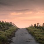 pathway between fence and grasses