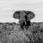 elephant on open field