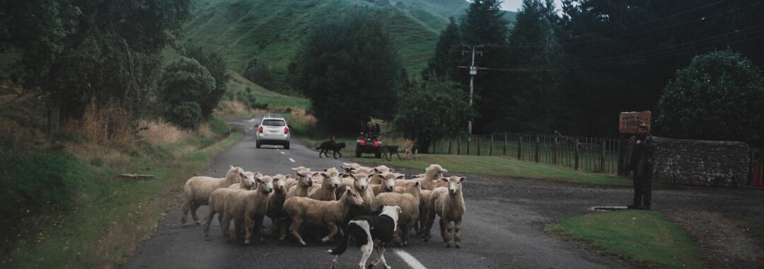 herd of sheep crossing the road