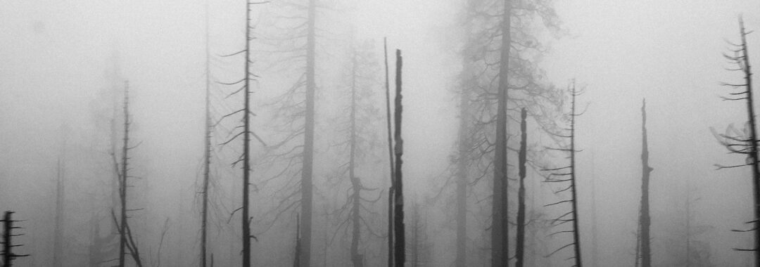 silhouette of pine trees