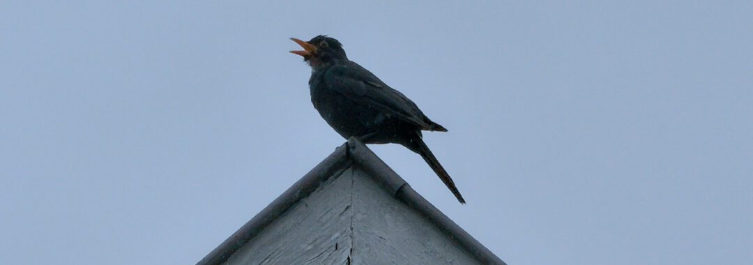 a bird sitting on top of a roof with its mouth open