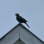 a bird sitting on top of a roof with its mouth open