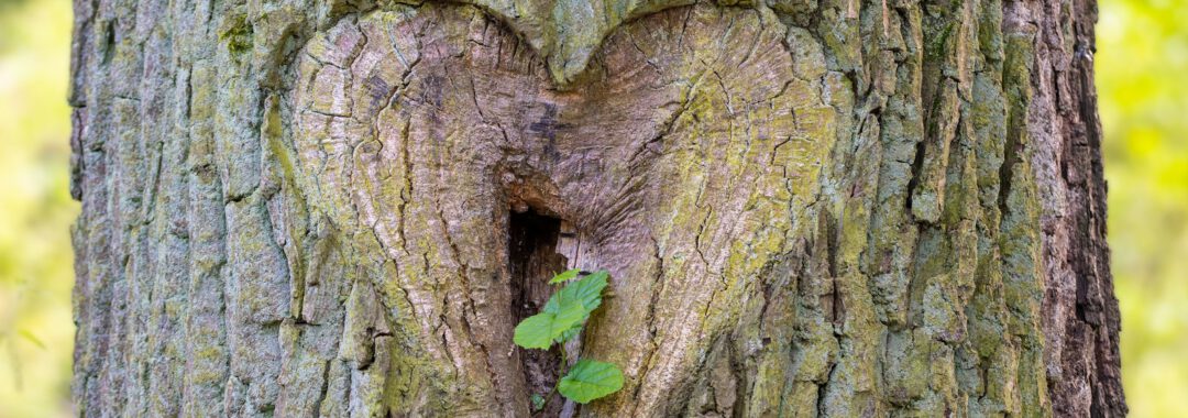 A heart shaped hole in the bark of a tree