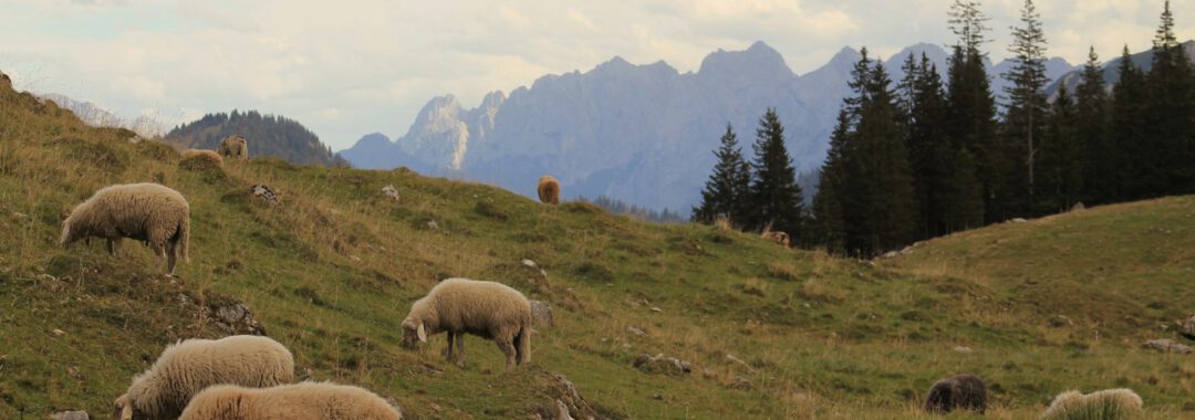 A herd of sheep grazing on a lush green hillside