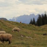 A herd of sheep grazing on a lush green hillside
