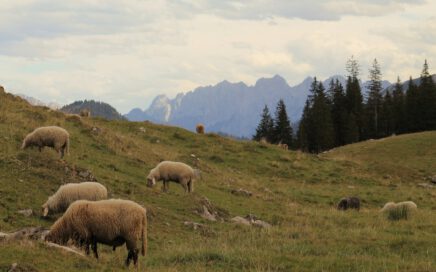 A herd of sheep grazing on a lush green hillside